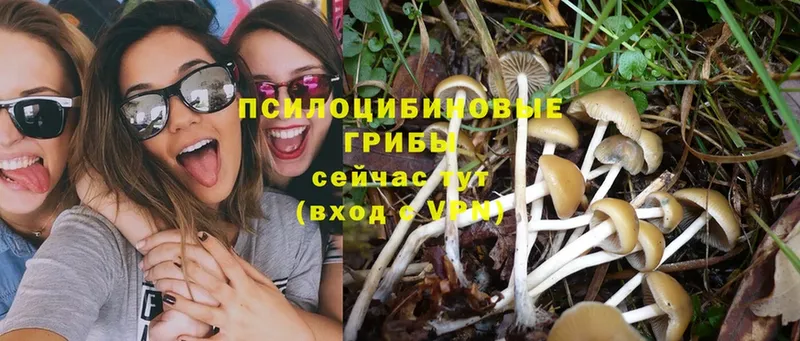 Галлюциногенные грибы MAGIC MUSHROOMS  Бикин 